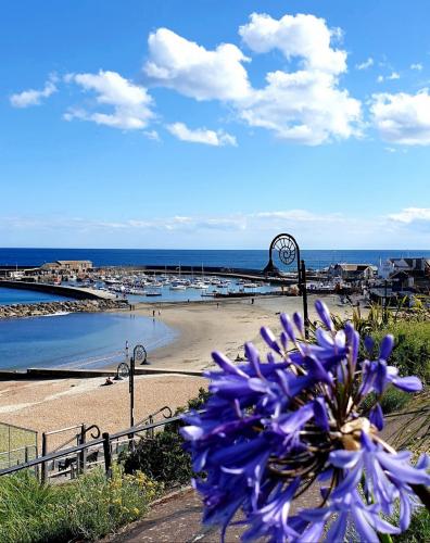 Agapanthus in bloom and view of sandy beach