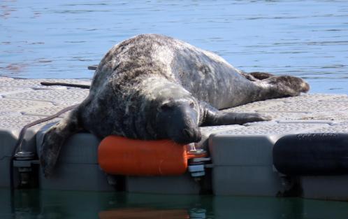 Seal on the pontoon